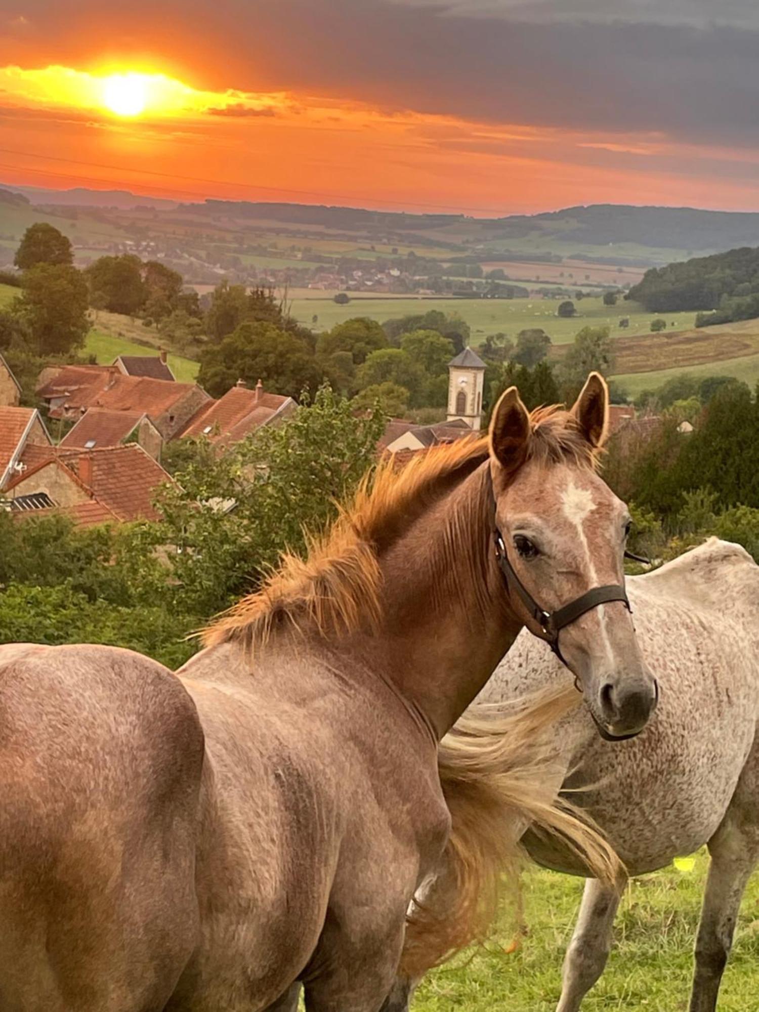 La Petite Maison Dans La Campagne Massingy-lès-Vitteaux エクステリア 写真